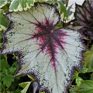 Begonia 'Silver Spirit'